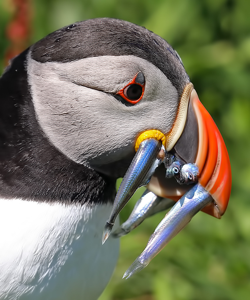 puffin with sand eels